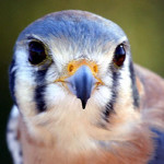 Profile picture of Dakestrel